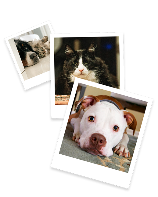 Roborock Qrevo Curv-serie